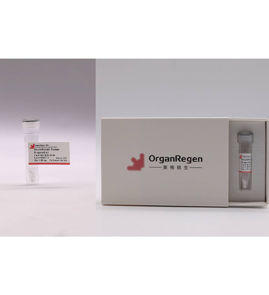 Recombinant Human R-spondin1