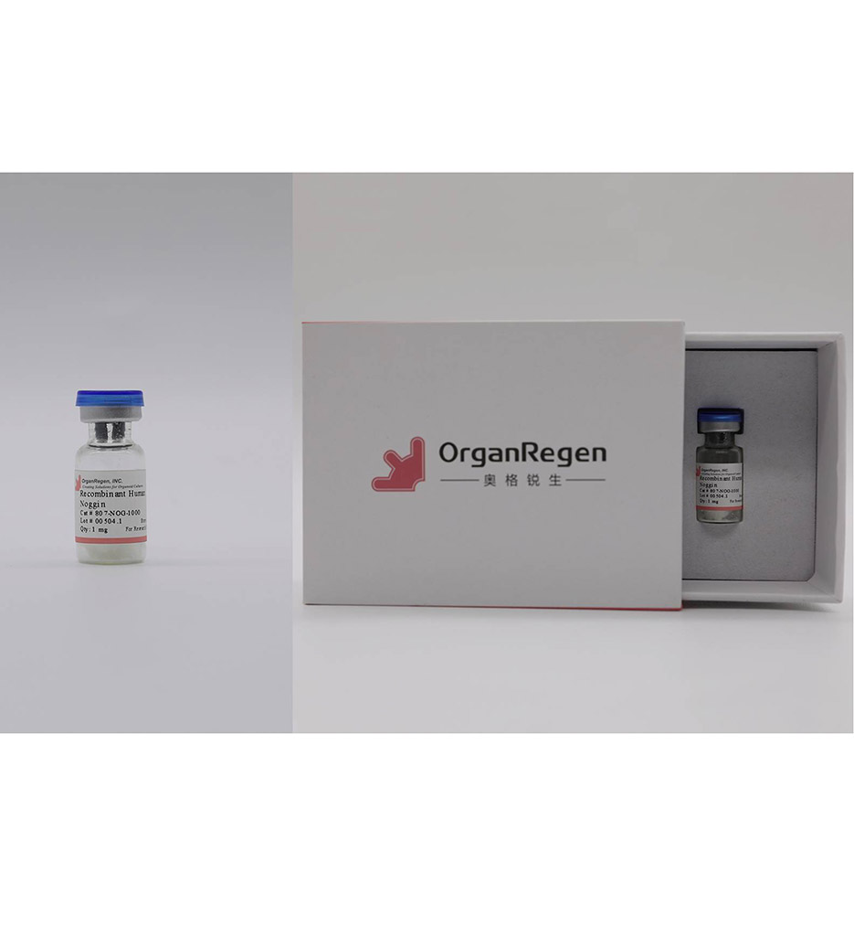 Recombinant Human Noggin