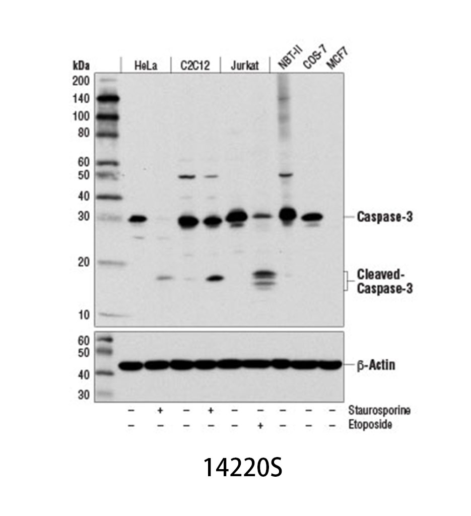 Caspase-3 (D3R6Y) Rabbit mAb