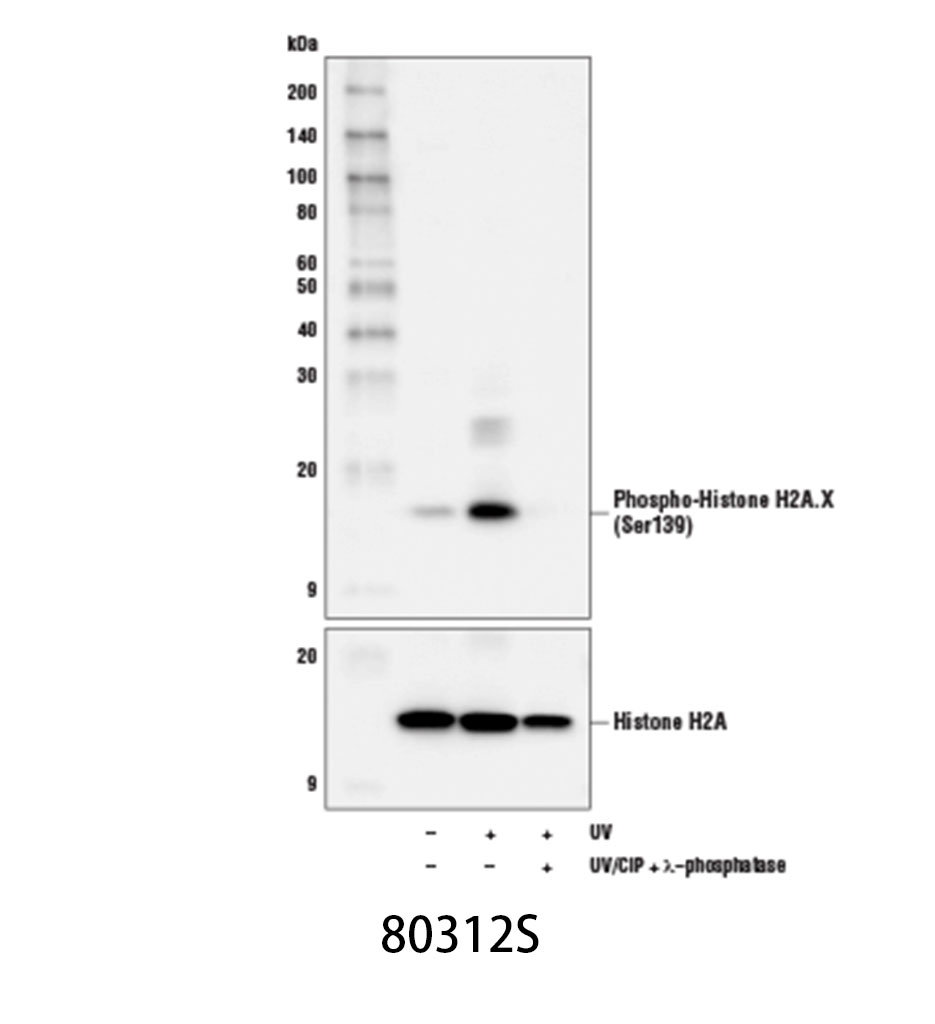 Phospho-Histone H2A.X (Ser139) (D7T2V) Mouse mAb