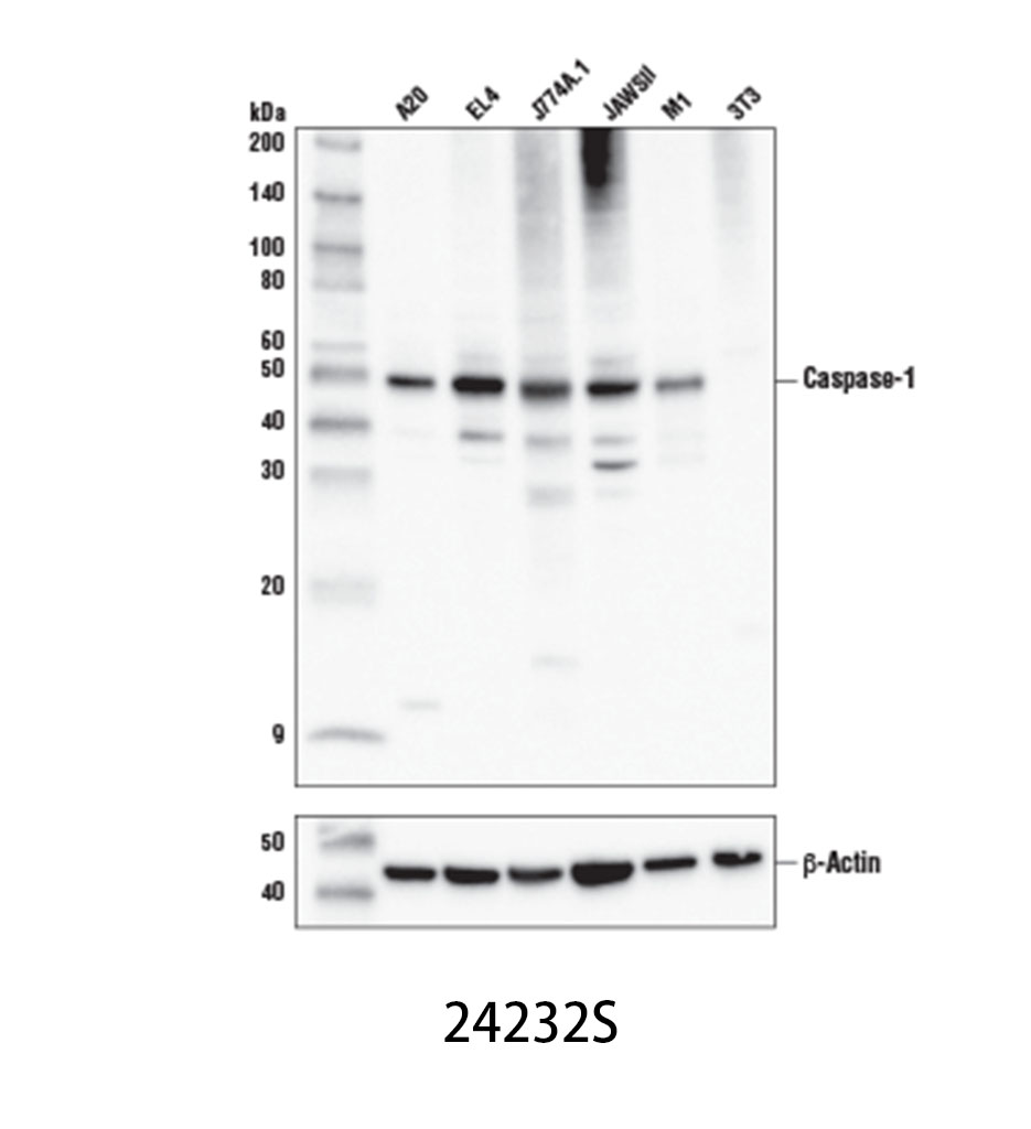 Caspase-1 (E2Z1C) Rabbit mAb