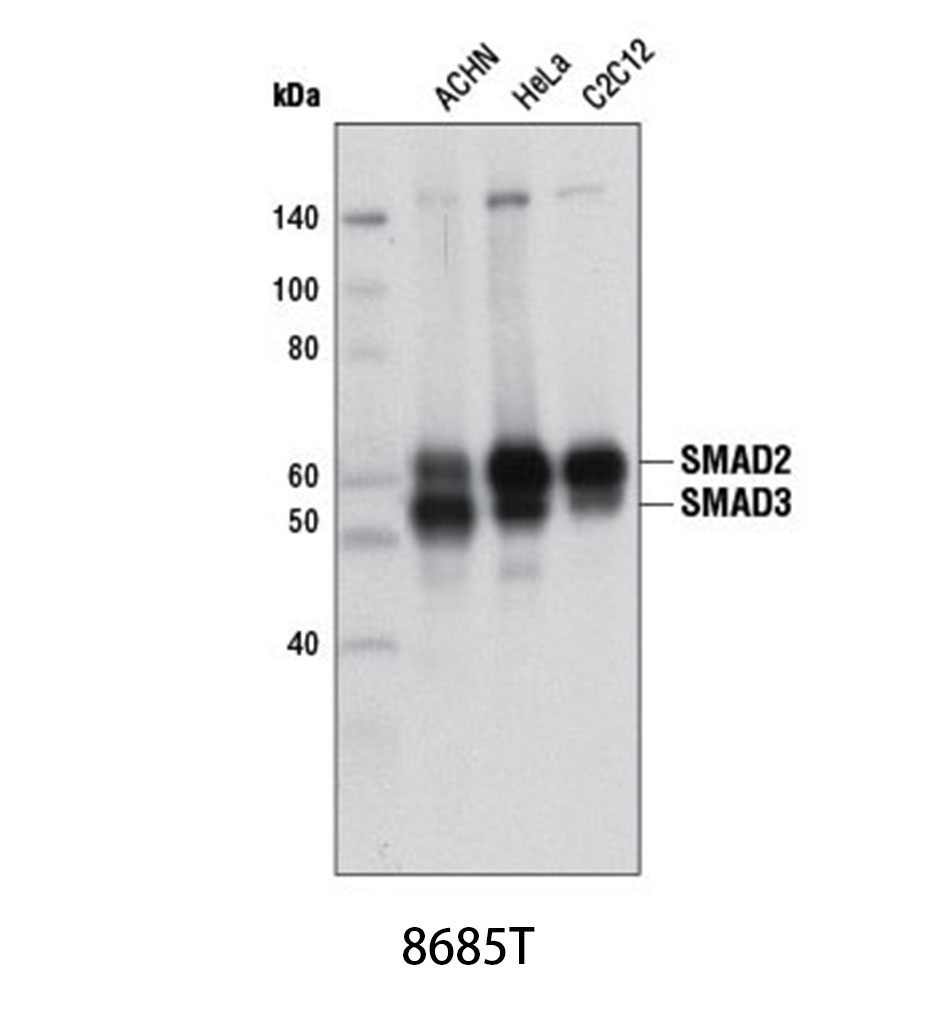 Smad2/3 (D7G7) XP Rabbit mAb
