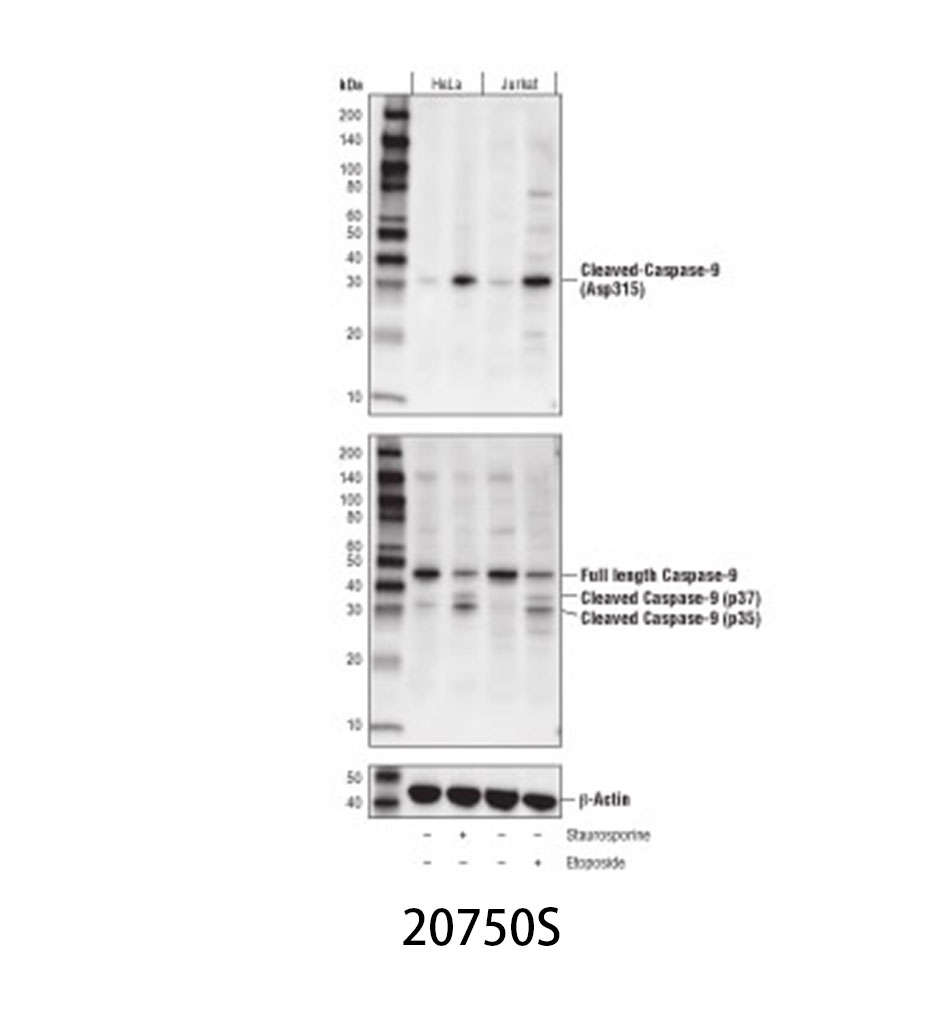Cleaved Caspase-9 (Asp315) (D8I9E) Rabbit mAb
