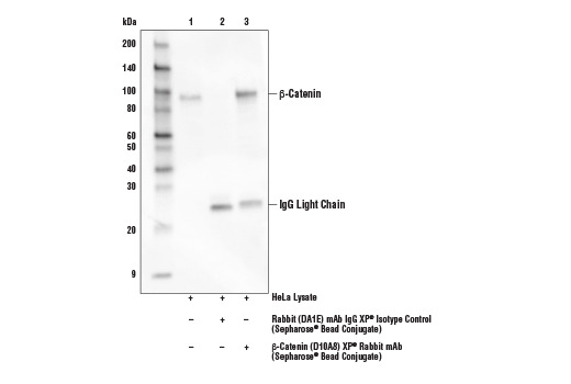 Mouse Anti-Rabbit IgG (Light-Chain Specific) (D4W3E) mAb (HRP Conjugate)