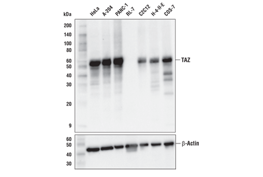 TAZ (E8E9G) Rabbit mAb