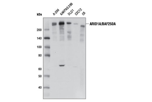 ARID1A/BAF250A (D2A8U) Rabbit mAb