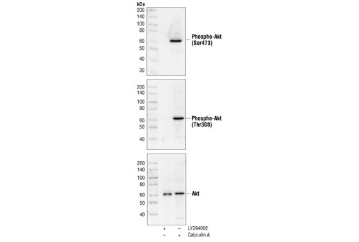 Akt Control Cell Extracts