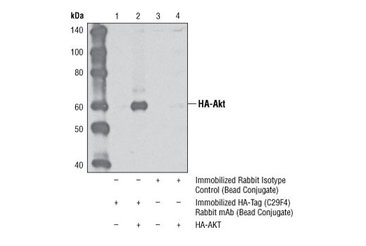 HA-Tag (C29F4) Rabbit mAb (Sepharose Bead Conjugate)