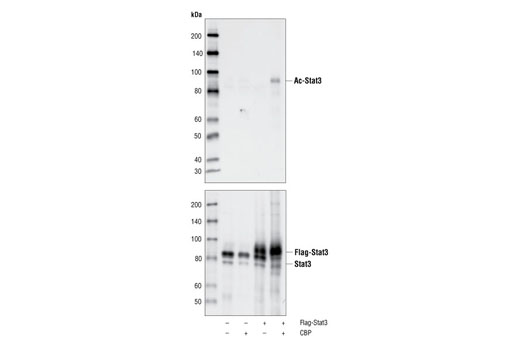 Acetyl-Stat3 (Lys685) Antibody