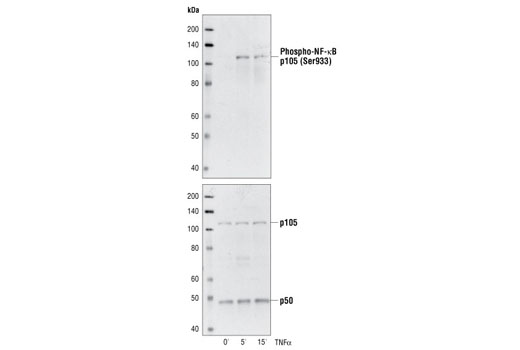 NF-κB1 p105/p50 Antibody