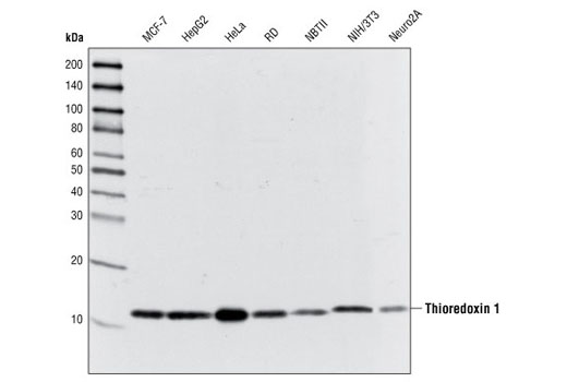 Thioredoxin 1 (C63C6) Rabbit mAb