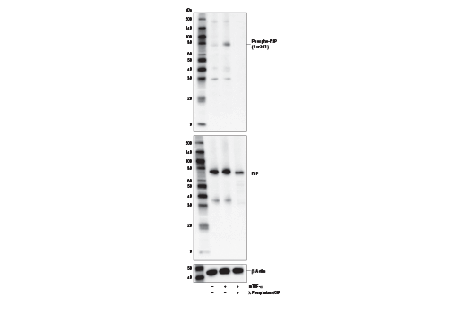 Phospho-RIP (Ser321) Antibody (Mouse Specific)