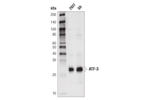 ATF-3 (D2Y5W) Rabbit mAb
