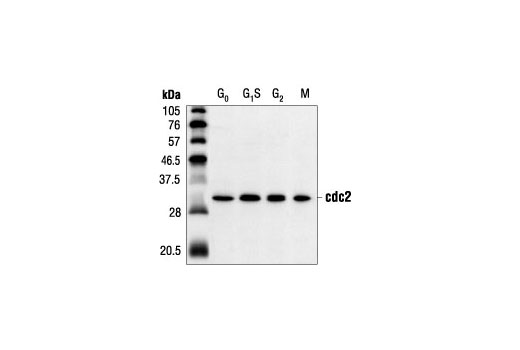 cdc2 (POH1) Mouse mAb