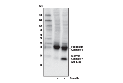 Jurkat Apoptosis Cell Extracts (etoposide)