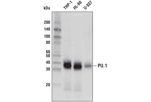 PU.1 Antibody