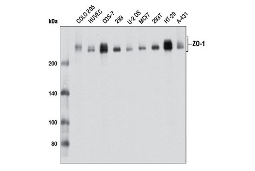 ZO-1 (D7D12) Rabbit mAb