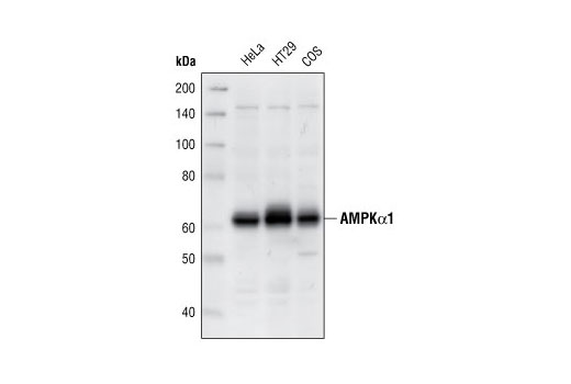 AMPKα1 Antibody