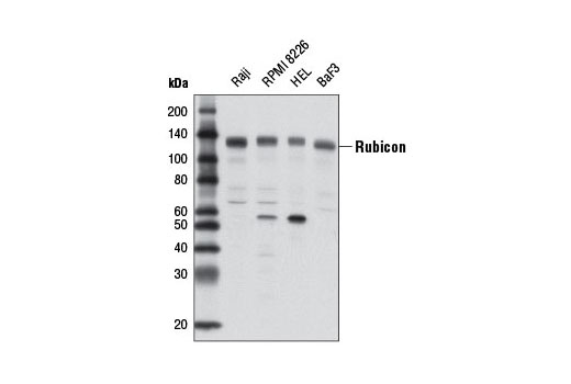 Rubicon (D9F7) Rabbit mAb