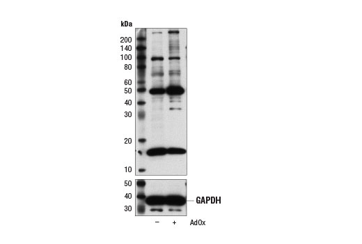 Di-Methyl Lysine Motif [dme-K] MultiMab Rabbit mAb mix
