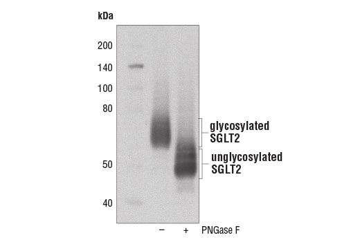 SGLT2 Antibody