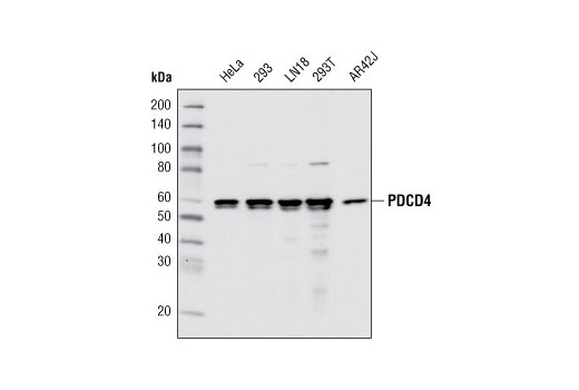 PDCD4 (D29C6) XP Rabbit mAb