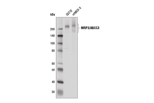 MRP3/ABCC3 (D8V8J) Rabbit mAb