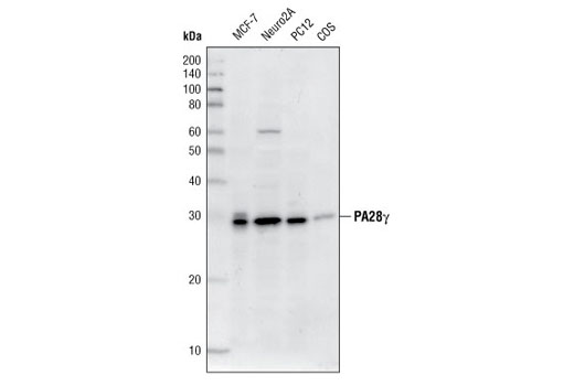 PA28γ Antibody