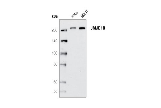 JMJD1B (C6D12) Rabbit mAb