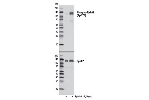 Phospho-EphA2 (Tyr772) Antibody
