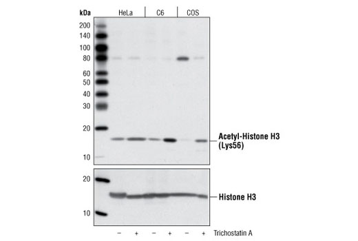 Acetyl-Histone H3 (Lys56) Antibody