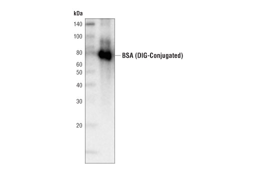 Digoxigenin (D8Q9J) Rabbit mAb (HRP Conjugate)
