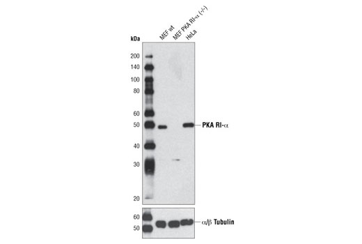 PKA RI-α (D54D9) Rabbit mAb