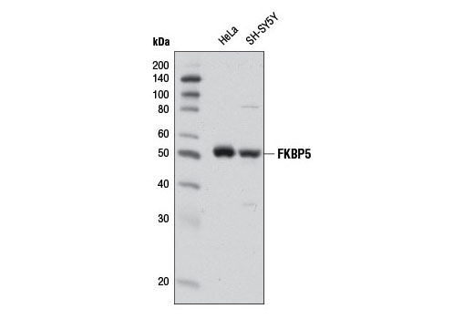 FKBP5 Antibody