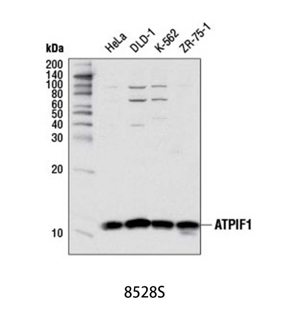 ATPIF1 Antibody