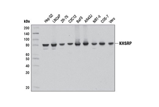 KHSRP (E2E2U) Rabbit mAb