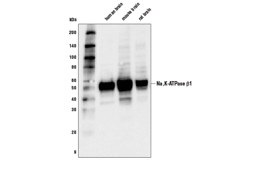 Na K-ATPase β1 (D8W8J) Rabbit mAb