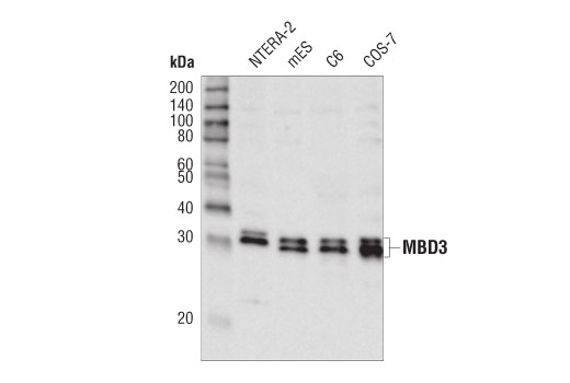 MBD3 (D1B8F) Rabbit mAb