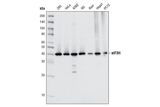 eIF3H (D9C1) XP Rabbit mAb