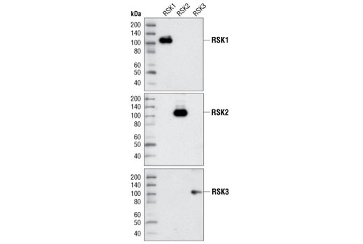 RSK1 Antibody