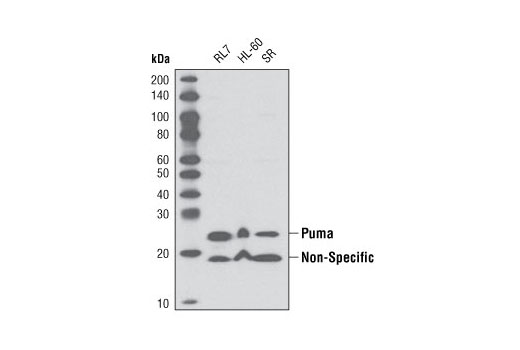 Puma Antibody