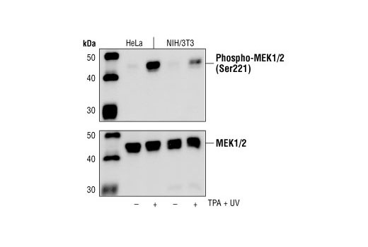 Phospho-MEK1/2 (Ser221) (166F8) Rabbit mAb
