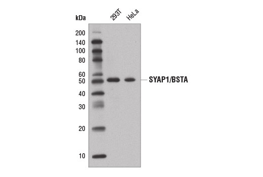 SYAP1/BSTA Antibody