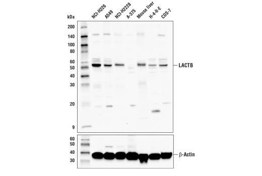 LACTB Antibody