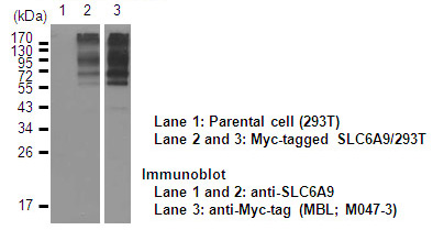 Anti-SLC6A9 (GlyT1) (Human) pAb