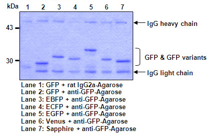 Anti-GFP (Green Fluorescent Protein) mAb