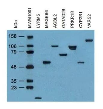4C5, Anti-DDK monoclonal Antibody