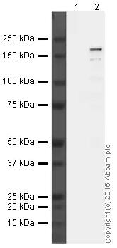 Anti-CRISPR-Cas9 antibody [7A9-3A3]