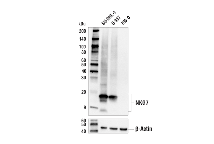NKG7 (E6S2A) Rabbit Monoclonal Antibody