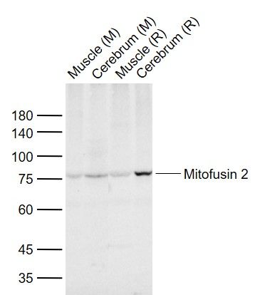 线粒体融合蛋白Mfn2抗体